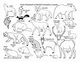 Canada British Columbias Animals And Habitats Mini Posters Coloring  sketch template