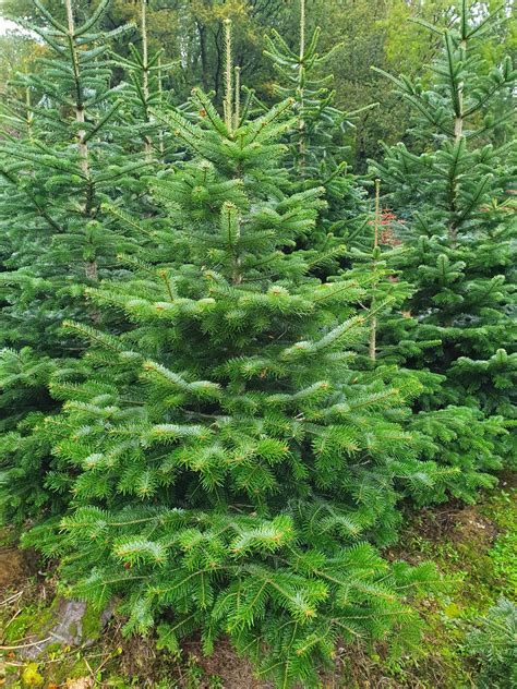 Noble Fir Christmas Tree | Noble Fir | Cork Christmas Trees