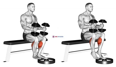 Dumbbell Seated Calf Raise - Home Gym Review