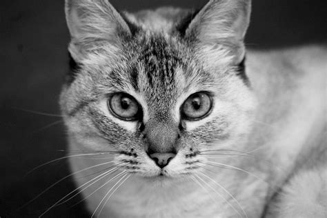 Cat Portrait Black-And-White - Free photo on Pixabay