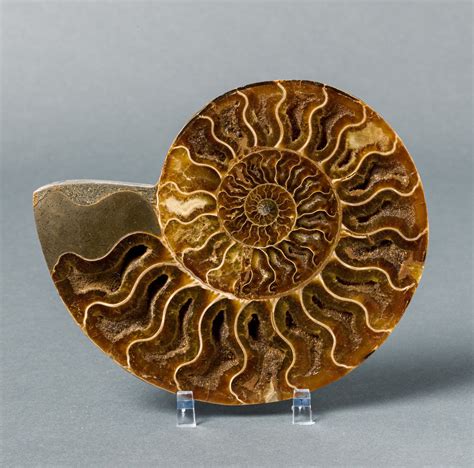 Ammonite Fossil for Sale - Madagascar – Fossil Realm