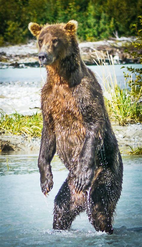 photoscope: Kodiak Bears of Katmay, Alaska