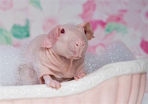 This Guinea Pig Is So Photogenic, She Poses Totally Nude In Bath And ...