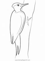 Pileated Woodpecker In A Tree Coloring Page For Kids  Free Woodpeckers sketch template