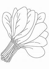 Bunch Of spinach Leaves coloring Page  Download Free sketch template