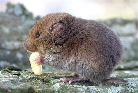 Builder | Animals, Vole animal, Cute animals