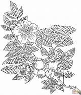Coloring Pages Vines At GetColorings Free Printable Colorings 5246  sketch template