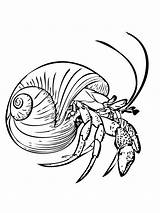 Hermit Crab No Shell Coloring Page sketch template