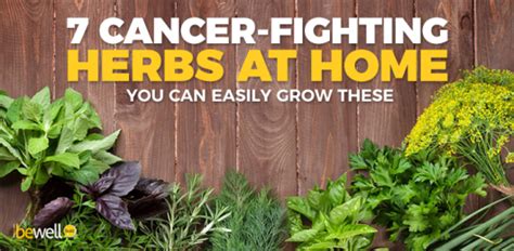 Why Growing Your Own Cancer-Healing Herbs is a Must | BeWellBuzz