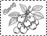 Cherry Coloring Page For Kids And Toodlers Vector  sketch template