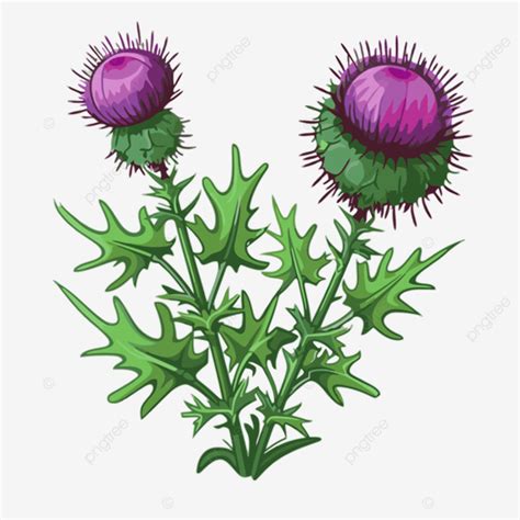 Thistle Clipart Thistle Illustration Of The Flower Cartoon Vector, Thistle, Clipart, Cartoon PNG ...