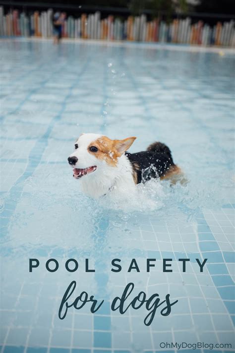 Pool Safety for Dogs - Oh My Dog!