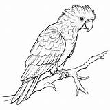Premium AI Image  Free Parrot Coloring Pages Realistic Outlines For sketch template
