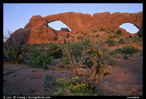 Picture: Wildflowers, South window and North window, sunrise. Arches National Park