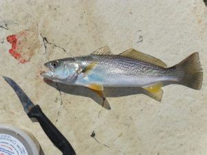 Fishing Report: 7/3/20 | Sea Isle News