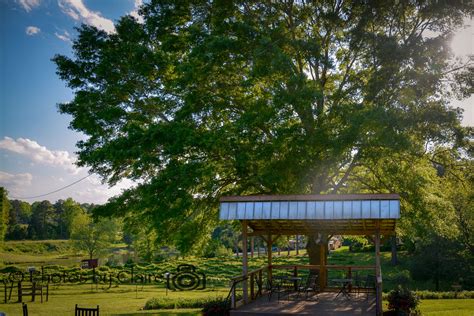 View of the vineyard at Treehouse Vineyards Monroe, NC | Cool places to visit, Tree house, North ...