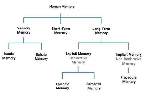 Sensory Memory