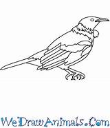 How To Draw A Tui sketch template