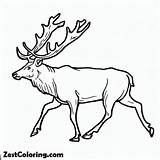 Elk Walking Coloring Pages  For Kids – Smart Creative And Fun sketch template