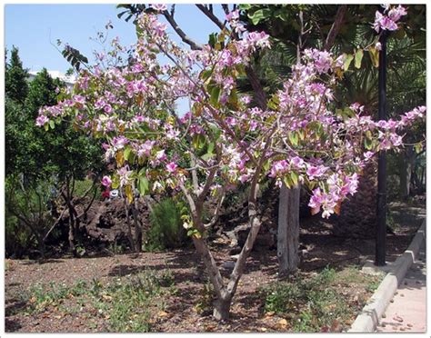 Purple orchid tree | Flickr - Photo Sharing!