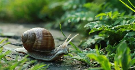 How Long Do Snails Sleep? - A-Z Animals