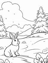 50 Bunny Rabbit Coloring Pages Printable Sheets sketch template