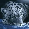 Amazing Tiger and White Tiger Gif Pics