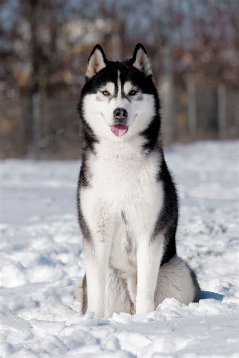 Picture Of A Malamute Dog ~ Hudsonsmalamutes.com / Alaskanmalamute.us | sunwalls