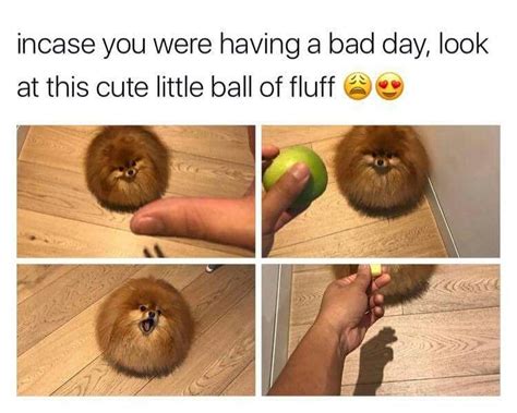 Aww its so smol | Cute animals, Funny dog memes, Funny animals