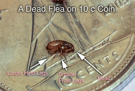 Toronto's Best Fleas Extermination Service