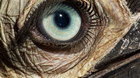 Quiz: What animal does each eye belong to?