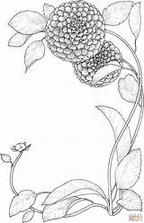 Botany Coloring Book Pages sketch template
