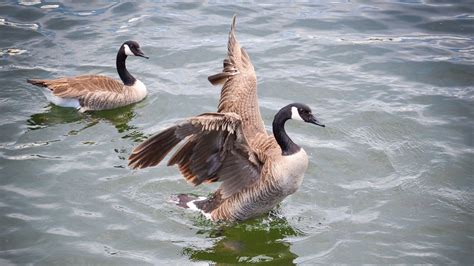 Sounds That Scare Geese: Get Rid of Geese Fast - Bird Watching Pro