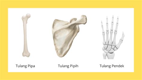 √ Contoh Tulang Pendek: Apa Itu Dan Apa Fungsinya? - Wanjay