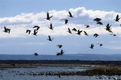 Clear Lake NWR Emblematic of How Livestock Degrades Public Wildlife | The Wildlife News