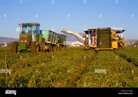 Agriculture - A mechanical tomato harvester harvests processing Stock ...