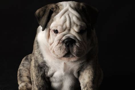 Merle English Bulldog: Paying A High Price For Good Looks