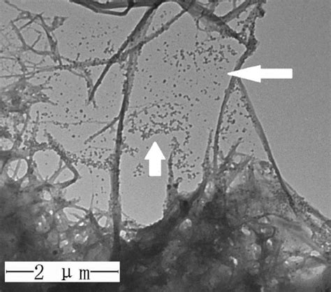 Nanoparticles having less than 30 nm diameter found in chitosan NPs and... | Download Scientific ...