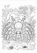 Trapdoor Spider Coloring Page  ColorBliss sketch template