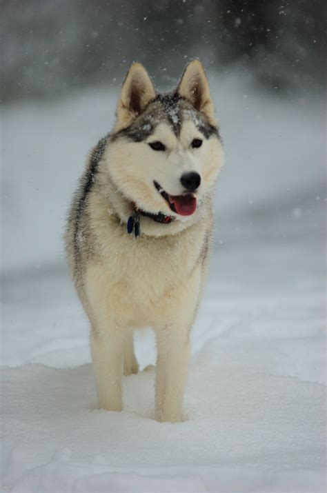 Siberian Husky in Snow