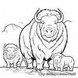 Musk Ox Coloring Pages  Free & Printable sketch template
