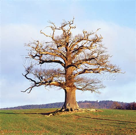 Ockley Oak - Winter photo WP13396