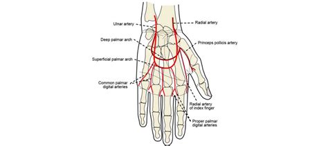 Ulnar Artery: Anatomy, Location, Branches | Learn from doctor