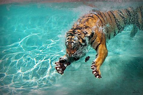 How Many Claws Does a Tiger Have