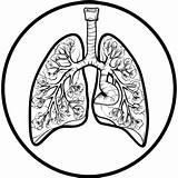 Coloring Page With Lungs For Kids Design Art Clipart PNG Transparent  sketch template