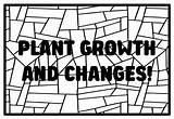 PLANT GROWTH AND CHANGES Kindergarten Science Coloring Pages By Anisha  sketch template