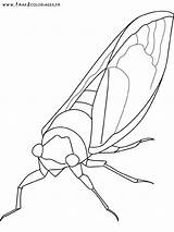 Fourmi Cigale Cicada Coloriage Cicala Disegno Insetti Kolorowanki  sketch template