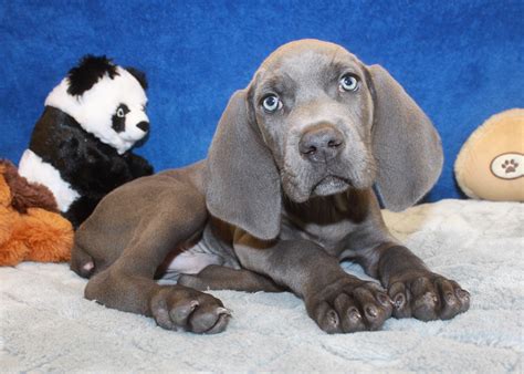 Weimaraner Puppies For Sale - Long Island Puppies