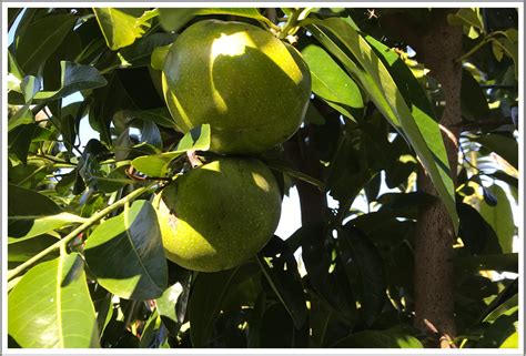 Black Sapote - LENNOX COMMUNITY GARDENS