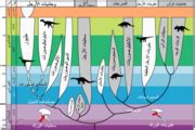 Category:Dinosauria evolution - Wikimedia Commons